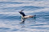 Japanese Murrelet (Synthliboramphus wumizusume)