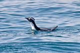 Japanese Murrelet (Synthliboramphus wumizusume)