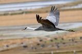 Hooded Crane (Grus monacha)