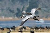 White-naped Crane (Antigone vipio)