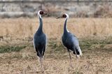 White-naped Crane (Antigone vipio)