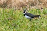 Northern Lapwing (Vanellus vanellus)