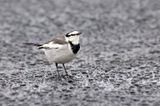 White Wagtail (Motacilla alba)