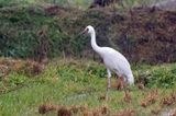 Siberian Crane (Leucogeranus leucogeranus)