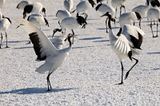 Red-crowned Crane (Grus japonensis)