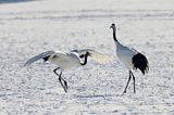 Red-crowned Crane (Grus japonensis)