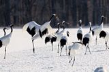 Red-crowned Crane (Grus japonensis)