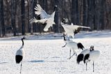 Red-crowned Crane (Grus japonensis)