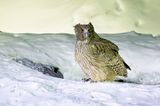 Blakistons Fish Owl (Ketupa blakistoni)