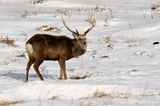 Sika Deer (Cervus nippon)