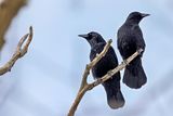 Carrion Crow (Corvus corone)