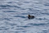 Black Scoter (Melanitta americana) NT -- male