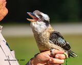 5F1A6396  Laughing Kookaburra .jpg