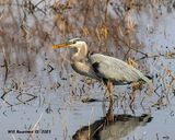 5F1A6621-Great Blue Heron .jpg