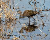 5F1A6664 Glossy Ibis .jpg