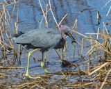 5F1A6708 Little Blue Heron .jpg