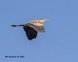 5F1A7292 Great Blue Heron .jpg