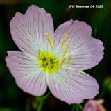 5F1A7553 Snowy Evening-Primrose .jpg