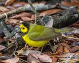 5F1A8096 Hooded Warbler .jpg