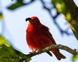 5F1A8905 Summer Tanager w- dewberry .jpg