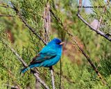 5F1A8981 Indigo Bunting .jpg