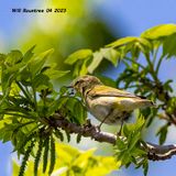 5F1A9157 warbler qq .jpg
