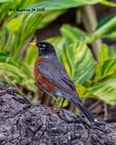 5F1A9245 North American Robin .jpg