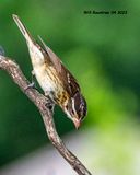 5F1A9424 Rose-breasted Grosbeak f .jpg