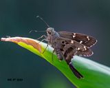 5F1A0459 Long-tailed Skipper .jpg