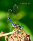 5F1A0990 Blue Dasher m .jpg