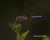 5F1A0993 Blue Dasher .jpg