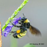 5F1A1132 American Bumble Bee (Bombus pensylvanicus) .jpg