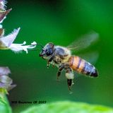 5F1A1729 Western Honey Bee .jpg
