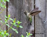 5F1A2139 Blackchinned Hummingbird j .jpg