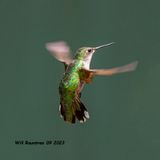 5F1A2557 Ruby-throated Hummingbird .jpg