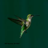 5F1A2680 Ruby-throated Hummingbird .jpg