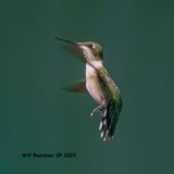 5F1A2711 Ruby-throated Hummingbird .jpg