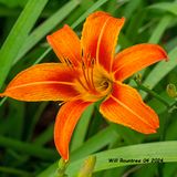 5F1A4316 Day Lily .jpg
