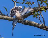 5F1A5206 White-wing dove leaving perch .jpg