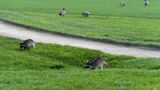Raccoons and Geese