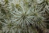 Stanford Arizona Cactus Garden Cactus