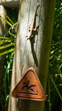 Watch for slippery geckos