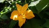 Lily