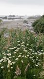 Harris Beach State Park