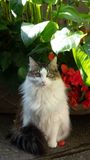 Muni being pretty with flowers