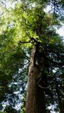 Rockaway Cedar