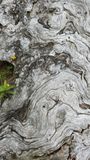 Old Cedar Stump