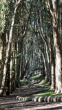 Andy Goldsworthys Wood Line
