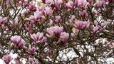Magnolia Tree