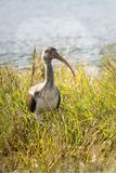 Juvenile Ibis